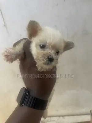 1-3 months Female Mixed Breed Lhasa Apso