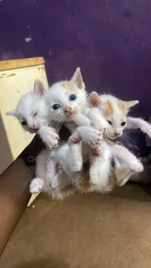 1-3 months Female Mixed Breed American Shorthair