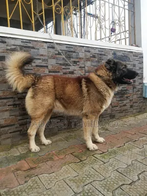 1-3 months Female Purebred Caucasian Shepherd