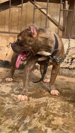 1+ year Female Purebred American Bully