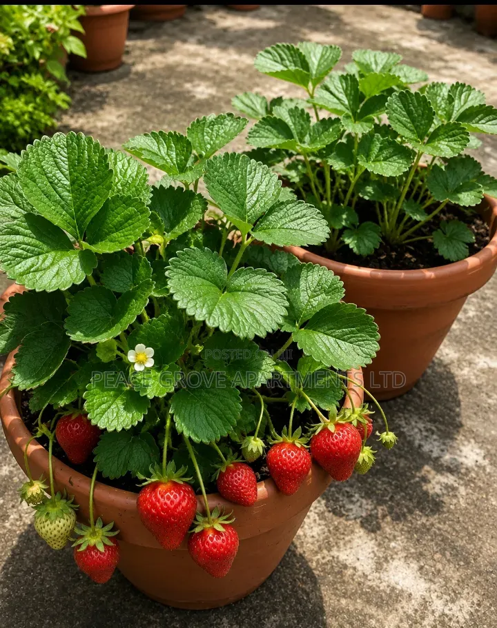 Potted Strawberry Plant