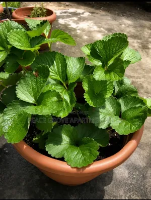 Potted Strawberry Plant