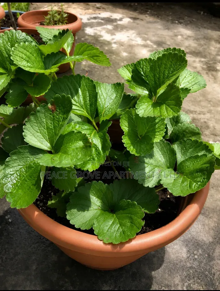 Potted Strawberry Plant