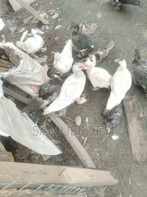 8wks+ Local Ducks Available for Sale