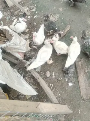 8wks+ Local Ducks Available for Sale