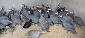 Grown Guinea Fowl for Sale in Ibadan