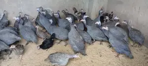 Grown Guinea Fowl for Sale in Ibadan
