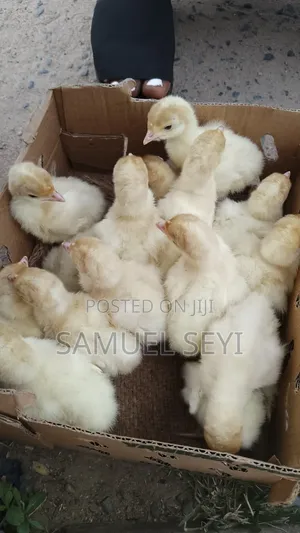 Newly Hatched Imported Turkey