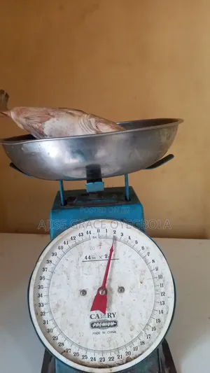 Frozen Chicken Fish