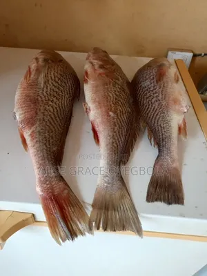 Frozen Chicken Fish