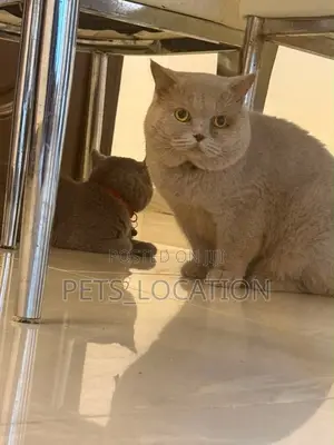 1+ year Male Purebred British Shorthair