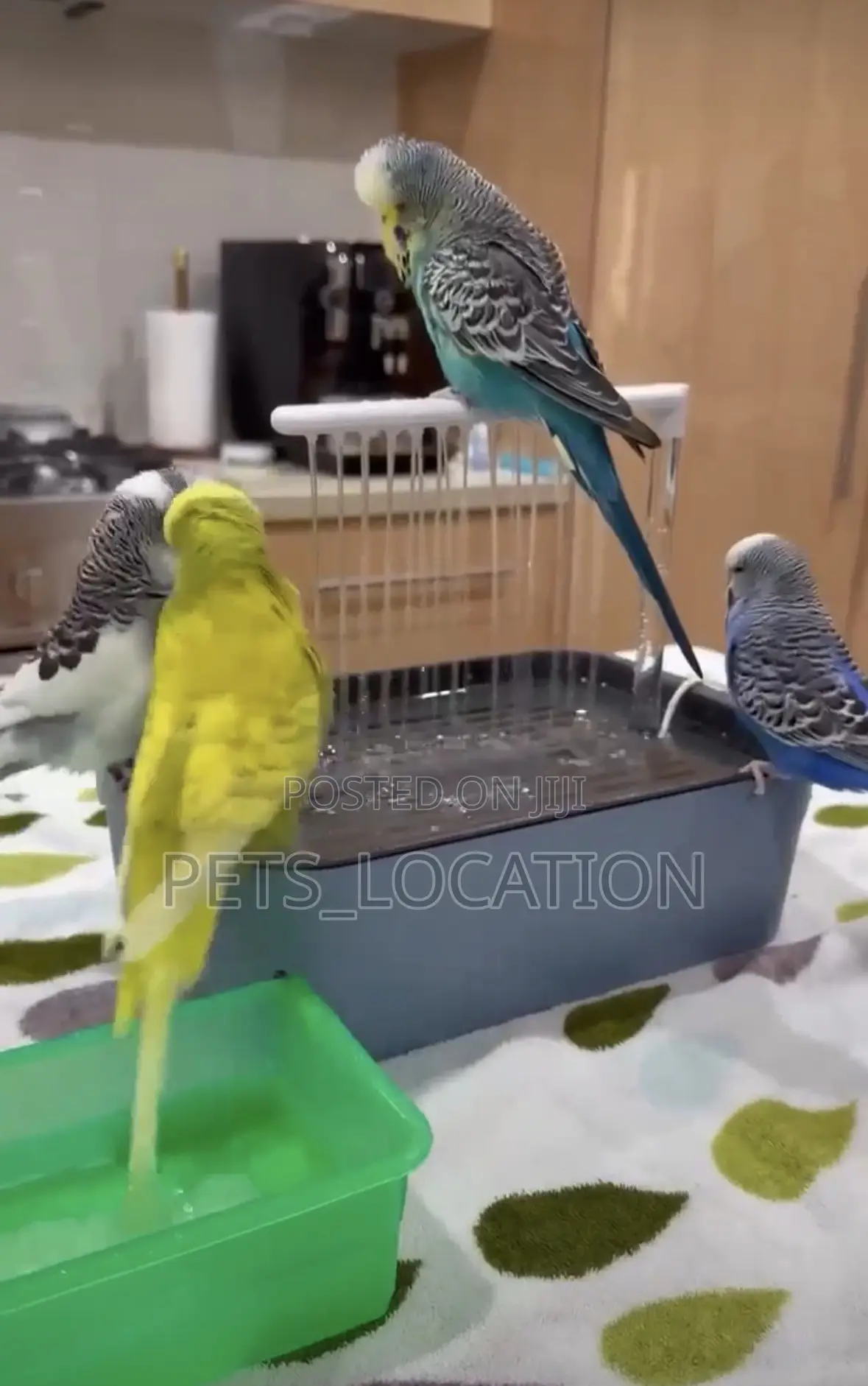 Parrots Avaliable