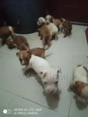 1-3 months Female Purebred American Pit Bull Terrier