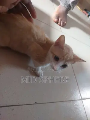 6-12 months Male Mixed Breed Cat