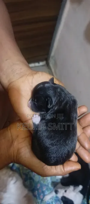 0-1 month Female Mixed Breed American Eskimo