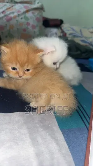 0-1 month Female Purebred Tabby