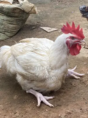 Live Chicken Available – Order Now