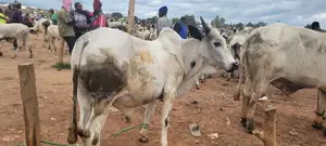 Healthy Live Cows Available Healthy Live Cows Available for Ceremonies