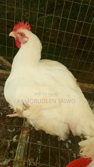 Weight: 6 Kg (Very Big) Price: ₦25,000 Each Payment: Pay on Delivery