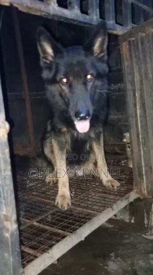 1+ year Female Purebred German Shepherd