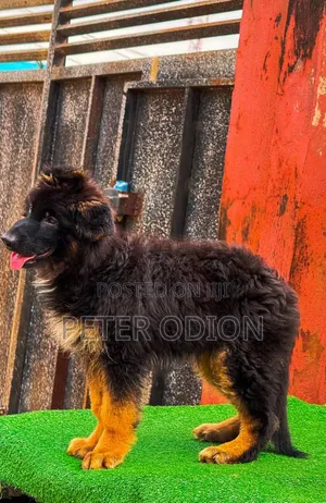1-3 months Female Purebred German Shepherd