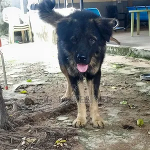 1+ year Male Purebred Caucasian Shepherd