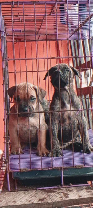 1-3 months Female Purebred Boerboel