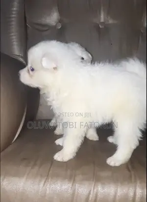 1-3 months Female Purebred American Eskimo