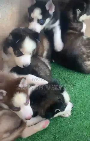 1-3 months Female Purebred Siberian Husky