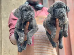 1-3 months Male Purebred Cane Corso