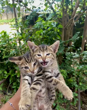 1-3 months Male Purebred American Shorthair
