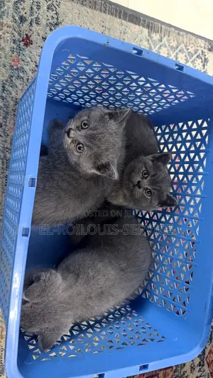 1-3 months Female Purebred British Shorthair