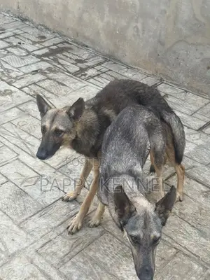 1+ year Female Purebred German Shepherd