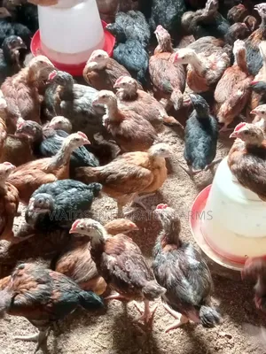 4 Weeks Old Amo Noiler