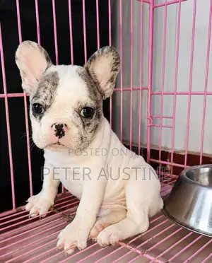 1-3 months Female Purebred French Bulldog