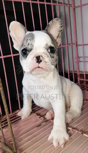 1-3 months Female Purebred French Bulldog