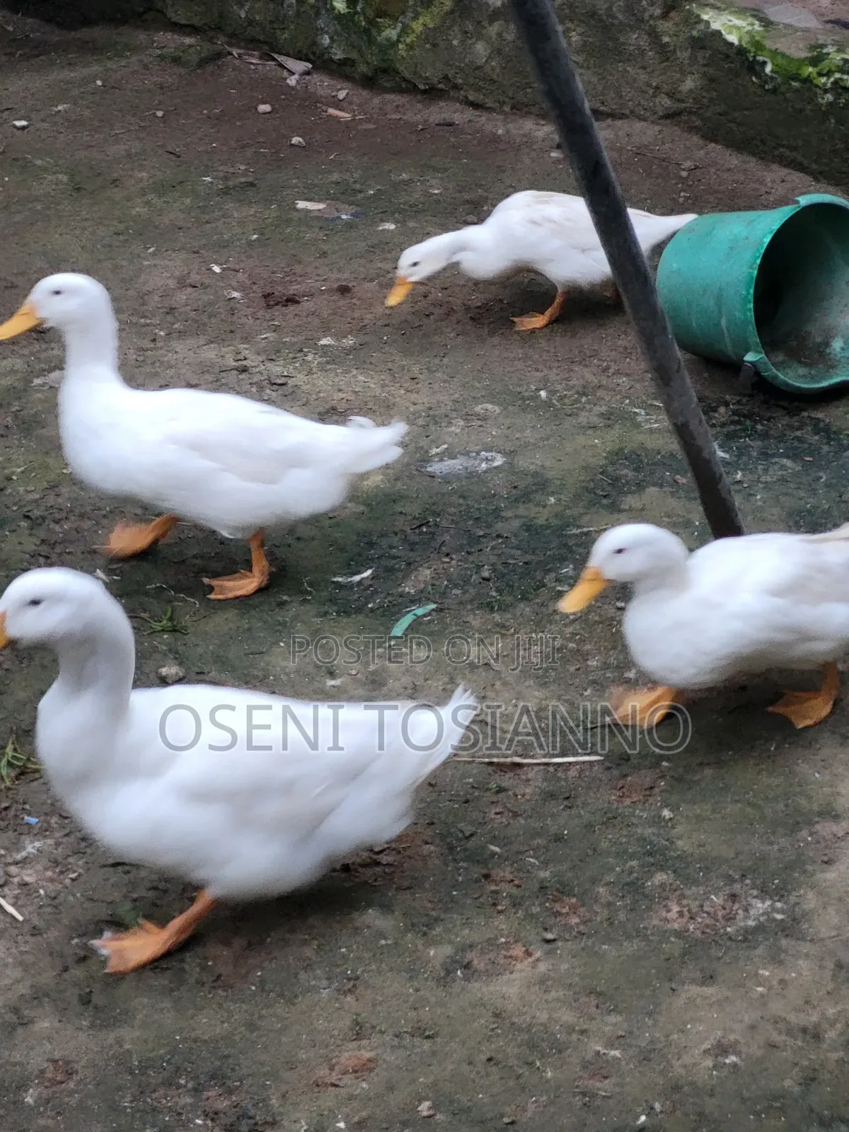 Pekin Ducks