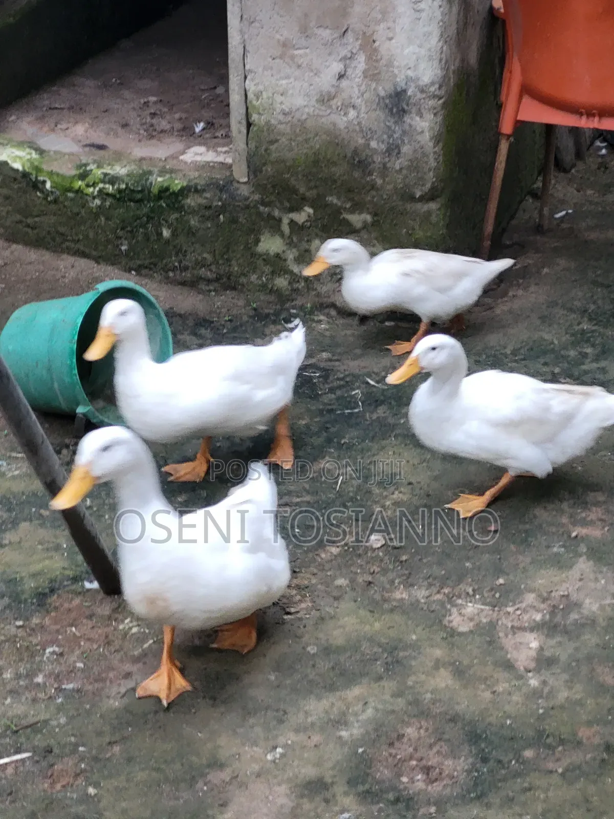 Pekin Ducks