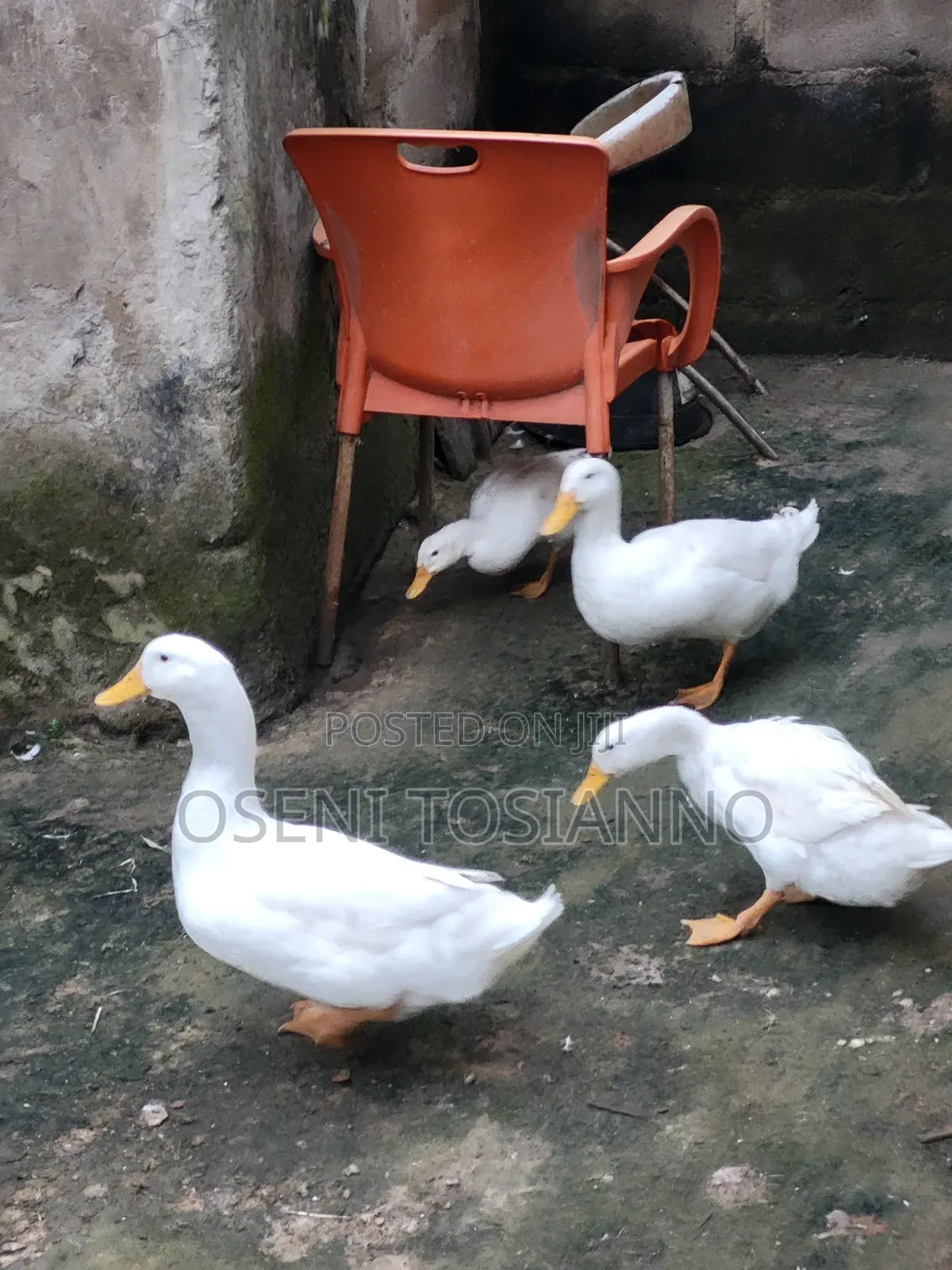 Pekin Ducks