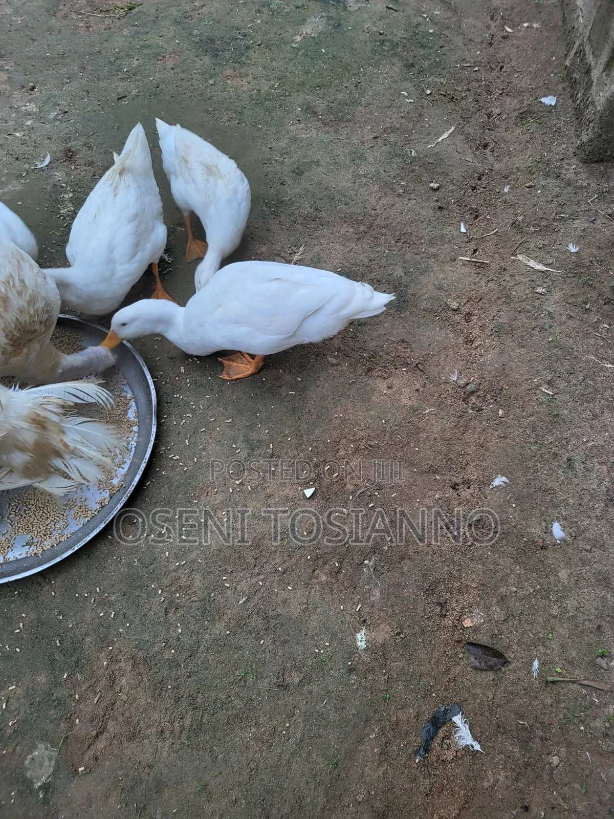 Pekin Ducks