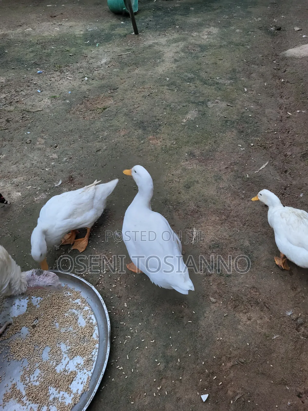 Pekin Ducks