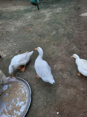 Pekin Ducks