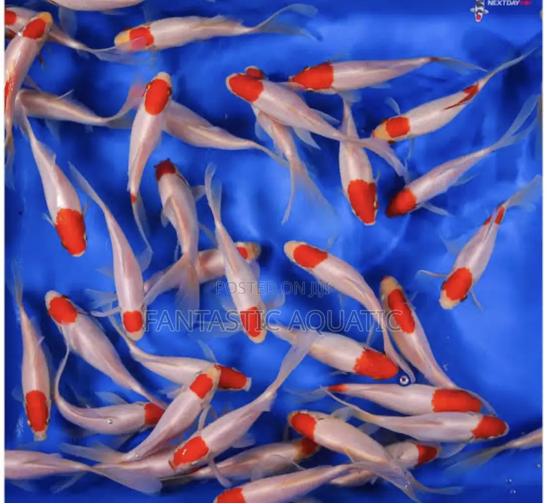 Comet Goldfish