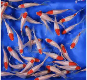 Comet Goldfish