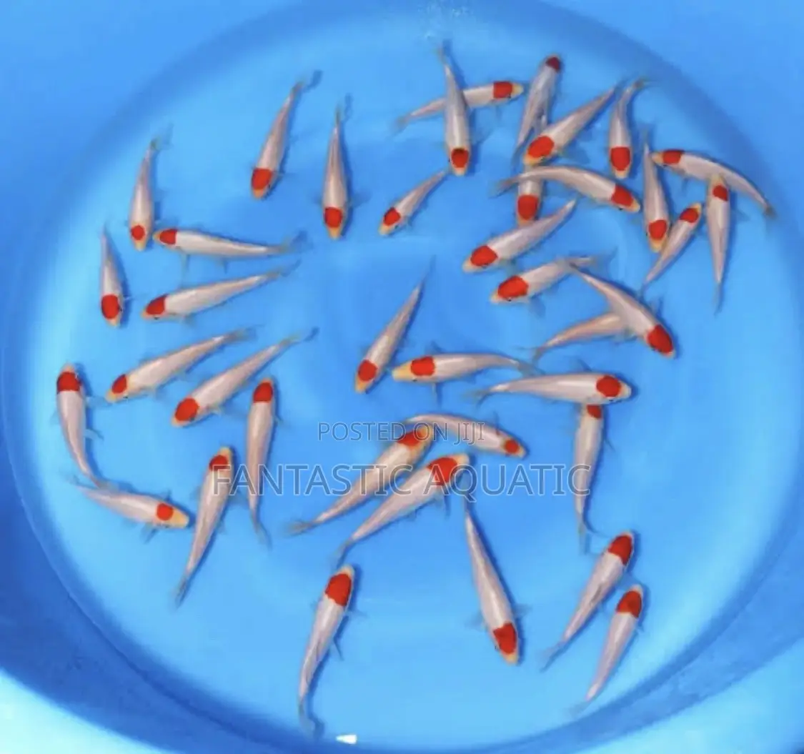 Comet Goldfish