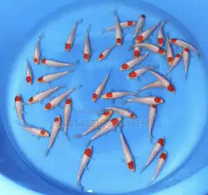 Comet Goldfish