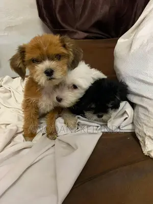 3-6 months Male Mixed Breed Lhasa Apso