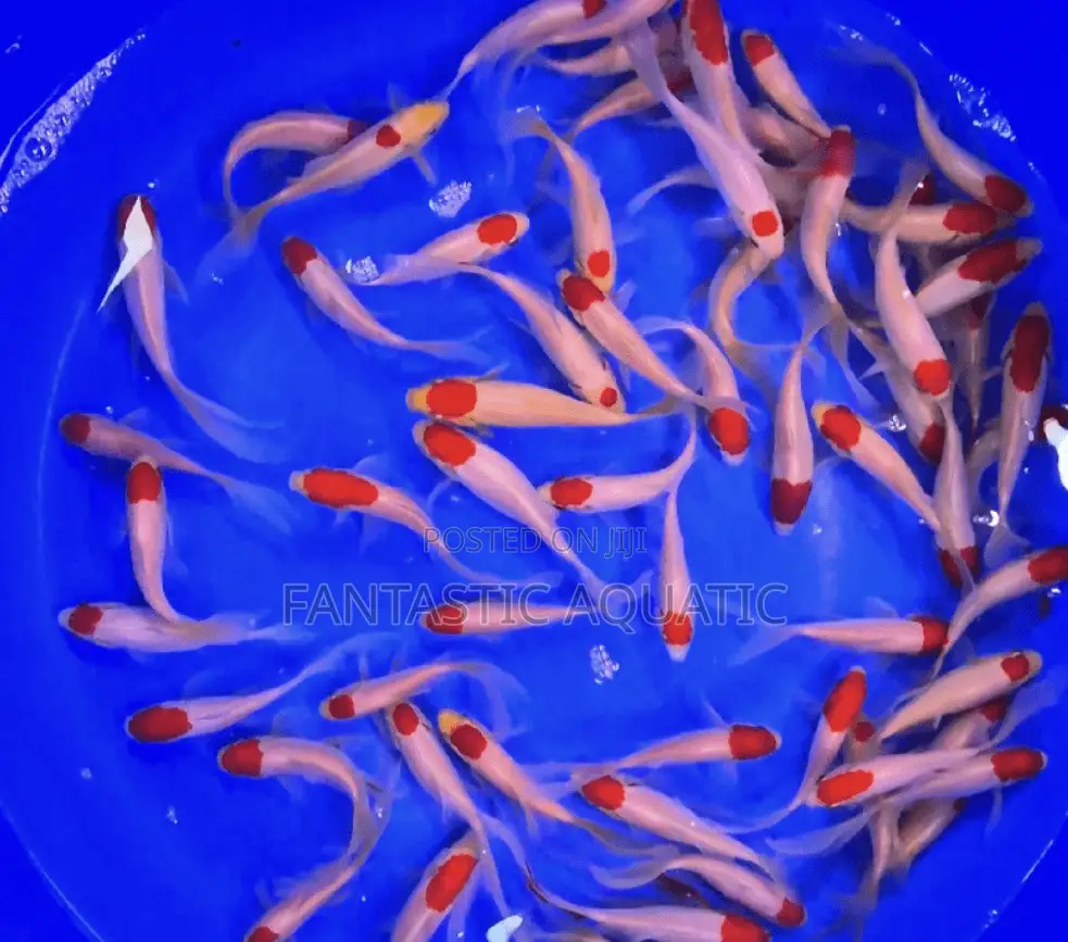Comet Goldfish
