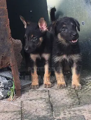 1-3 months Male Purebred German Shepherd