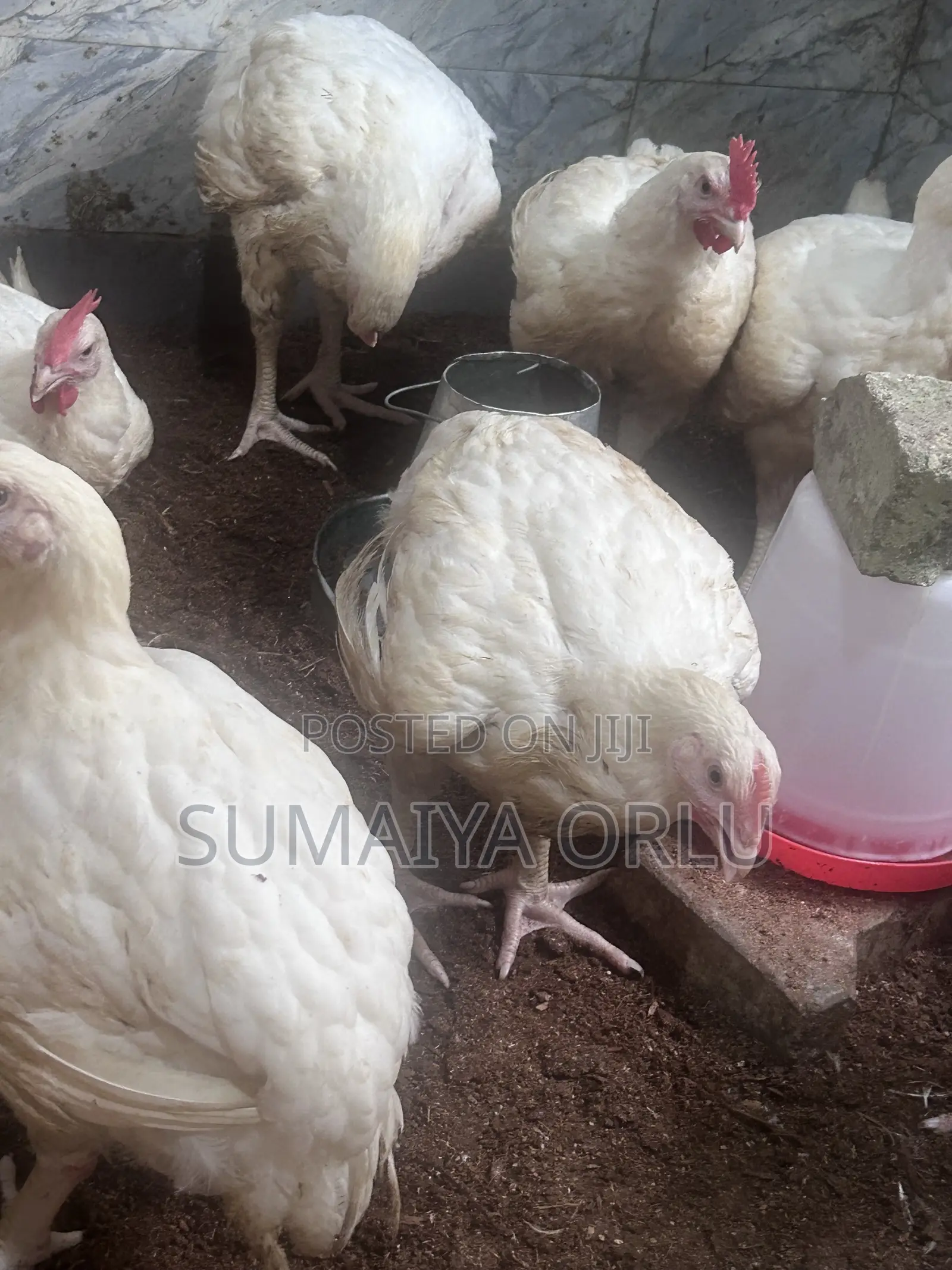 8 Weeks Healthy Broilers
